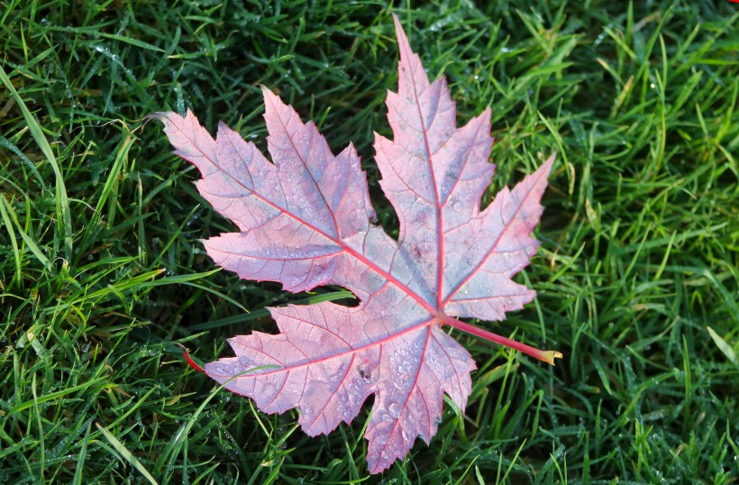 颜色各异的枫叶微信唯美摄影图片