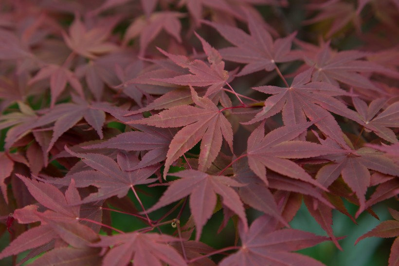 颜色各异的枫叶微信唯美摄影图片