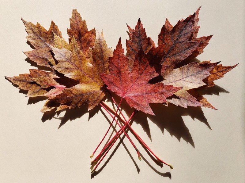 颜色各异的枫叶微信唯美摄影图片