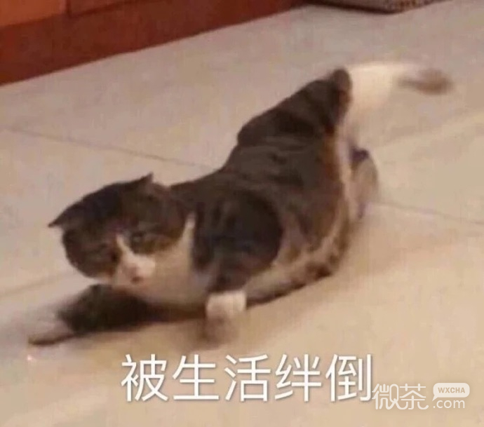 沙雕搞怪的微信群聊斗图表情包