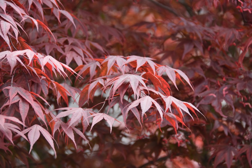 颜色各异的枫叶微信唯美摄影图片