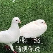 沙雕搞怪的微信群聊斗图表情包