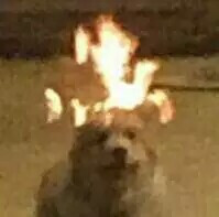 查岗微信恶搞斗图表情包