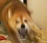 查岗微信恶搞斗图表情包