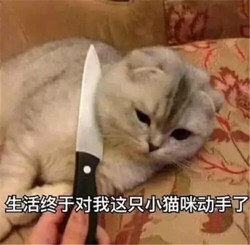 查岗微信恶搞斗图表情包