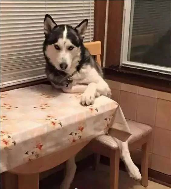 查岗微信恶搞斗图表情包