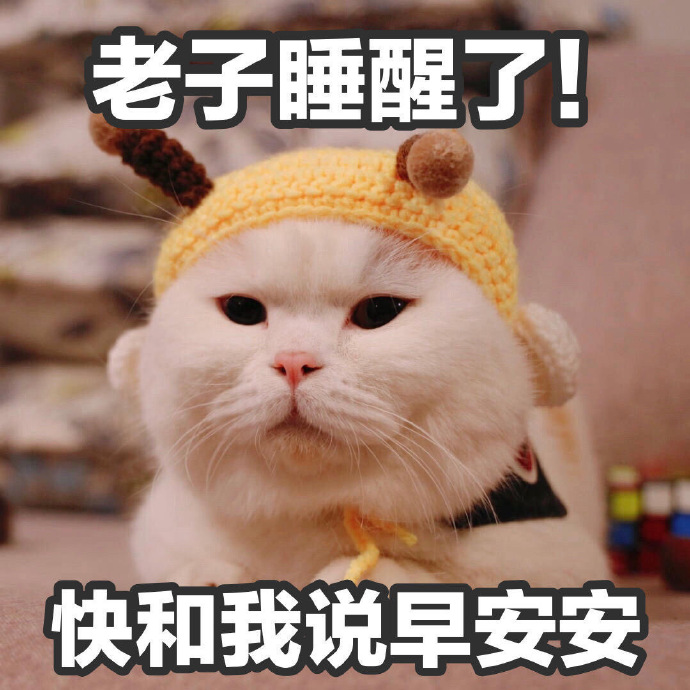 可爱带字的微信超萌喵星人表情包