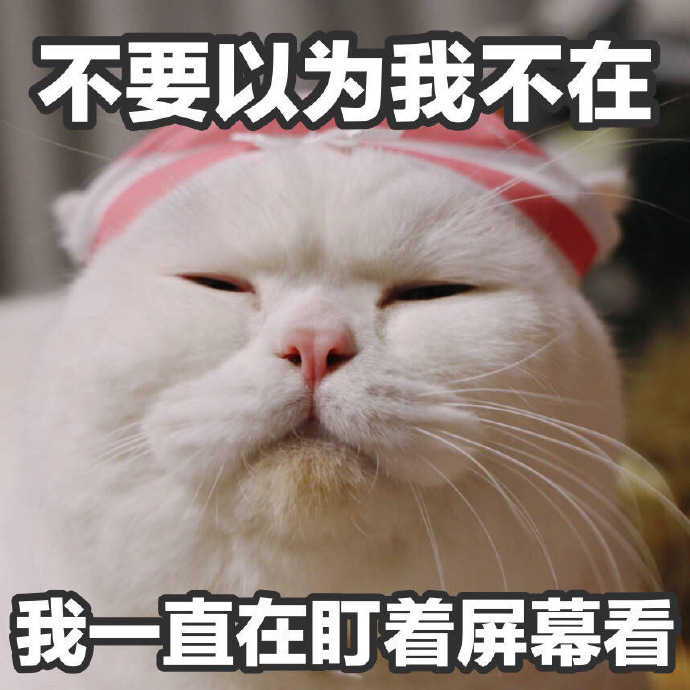 可爱带字的微信超萌喵星人表情包