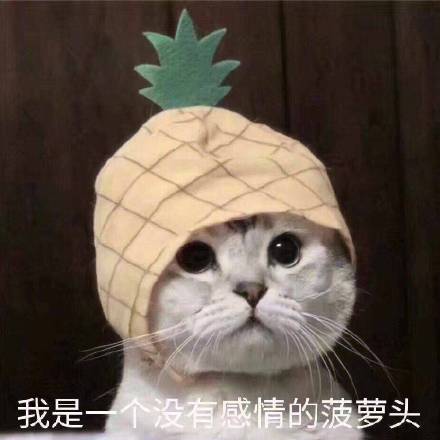 装死微信斗图表情包