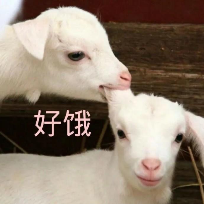 可爱卖萌的微信沙雕表情包