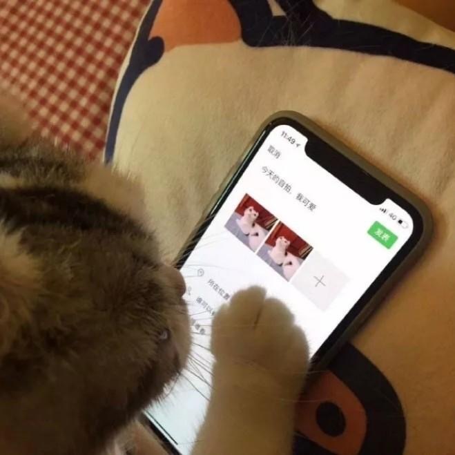 今日微信最新的沙雕带字表情包