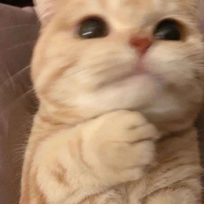 可爱搞笑的微信最新沙雕头像合集