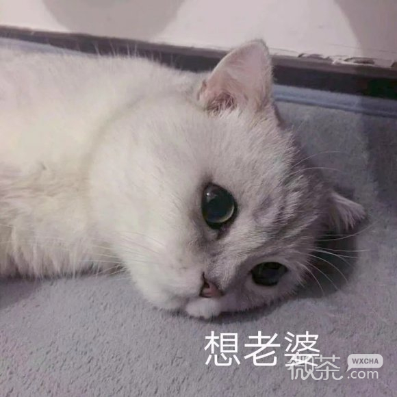 开心微信聊天表情包