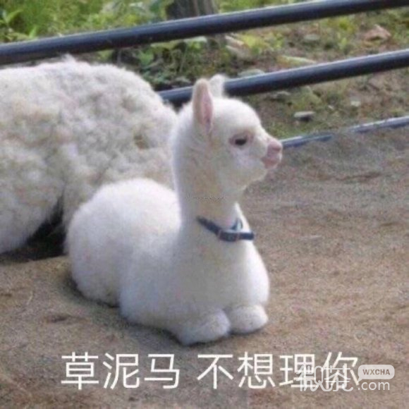 开心微信聊天表情包