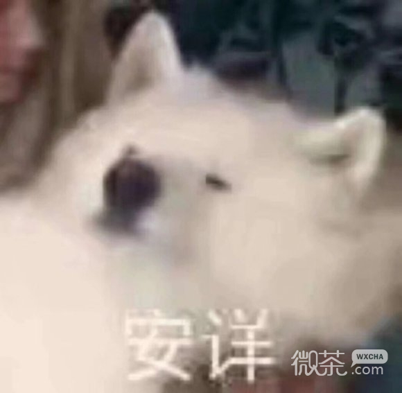 开心微信聊天表情包