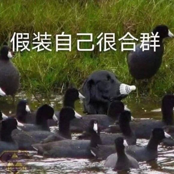 昏迷微信恶搞逗比表情包