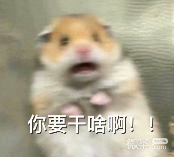 打扰了微信群聊表情包
