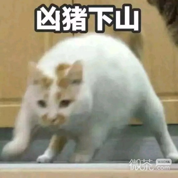 看淡微信聊天斗图表情包