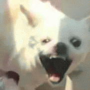 阿巴巴微信聊天表情包