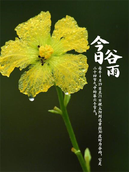 二十四节气谷雨微信带字图片合集