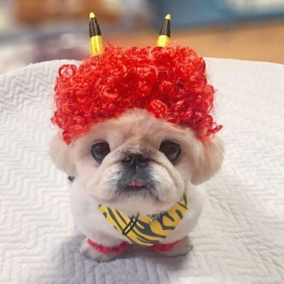 可爱搞怪的微信萌宠头像合集