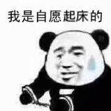 搞笑带字熊猫头我是自愿的微信表情包