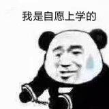 搞笑带字熊猫头我是自愿的微信表情包