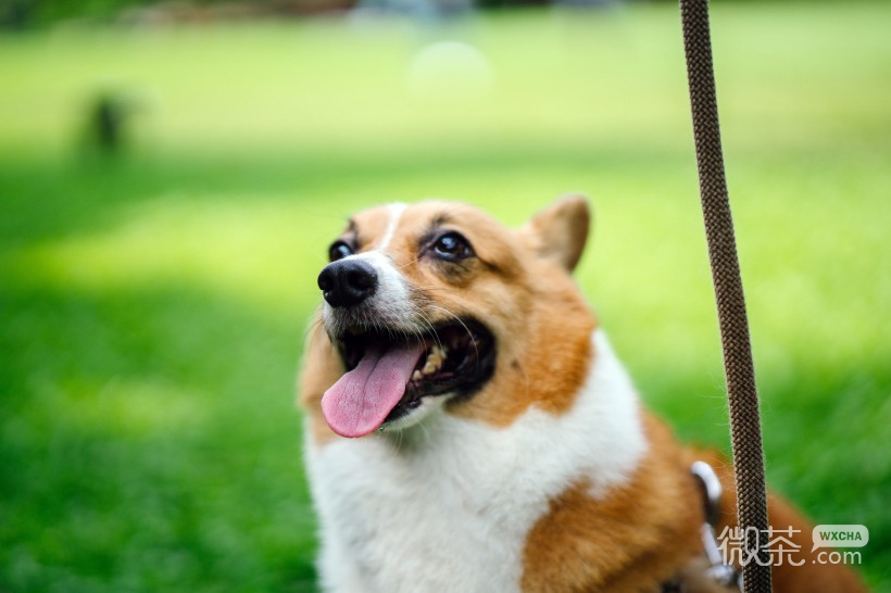 可爱萌萌哒的柯基犬微信唯美摄影图集