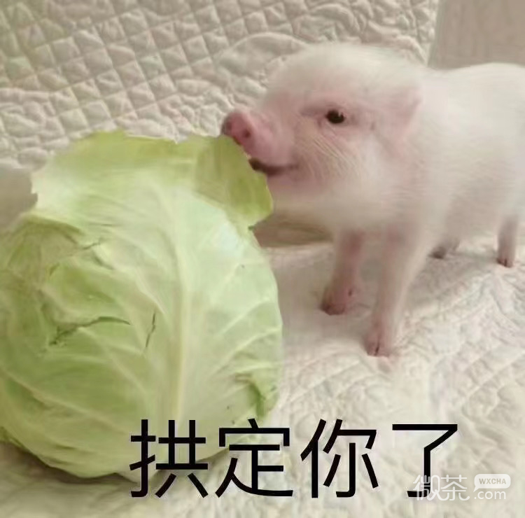 罗志祥多人运动微信表情包