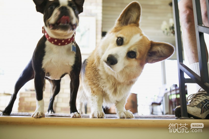 可爱萌萌哒的柯基犬微信唯美摄影图集