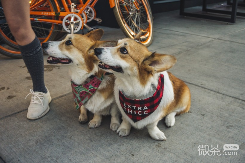 可爱萌萌哒的柯基犬微信唯美摄影图集
