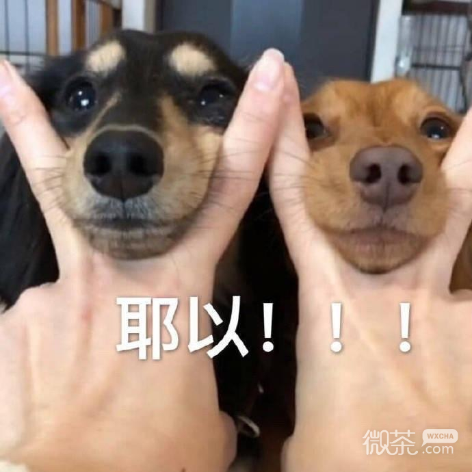 沙雕人士专用的微信搞笑斗图表情包