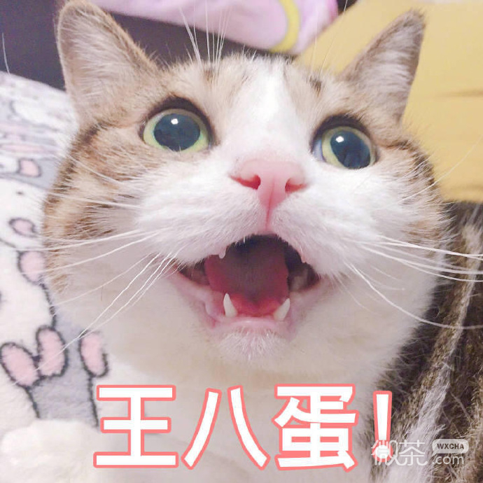 沙雕人士专用的微信搞笑斗图表情包