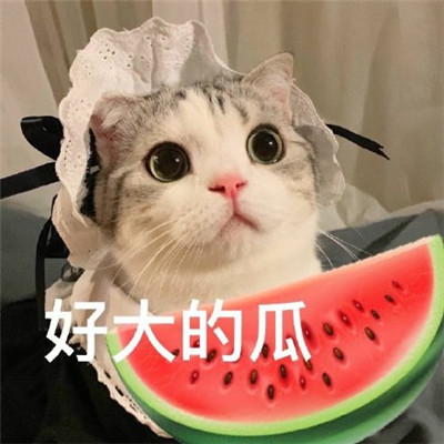 吃瓜专用的微信恶搞表情包