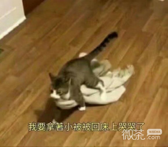 头大微信恶搞聊天表情包
