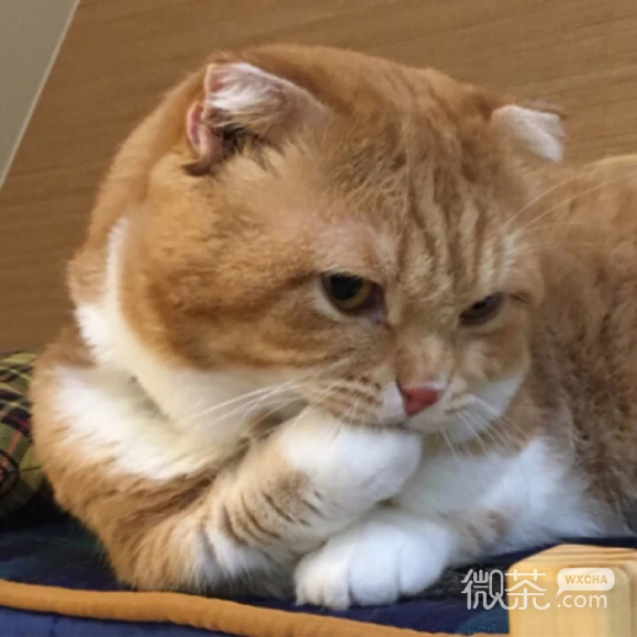 搞怪傻屌微信头像
