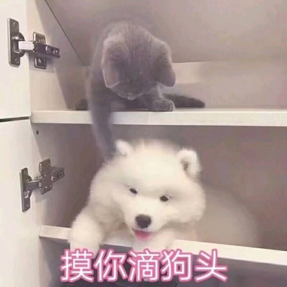 滚啊微信逗比聊天表情包