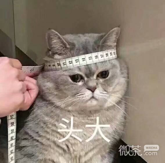 头大微信恶搞聊天表情包