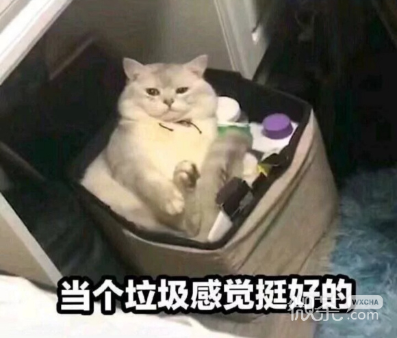 头大微信恶搞聊天表情包
