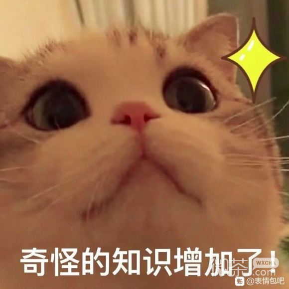 头大微信恶搞聊天表情包