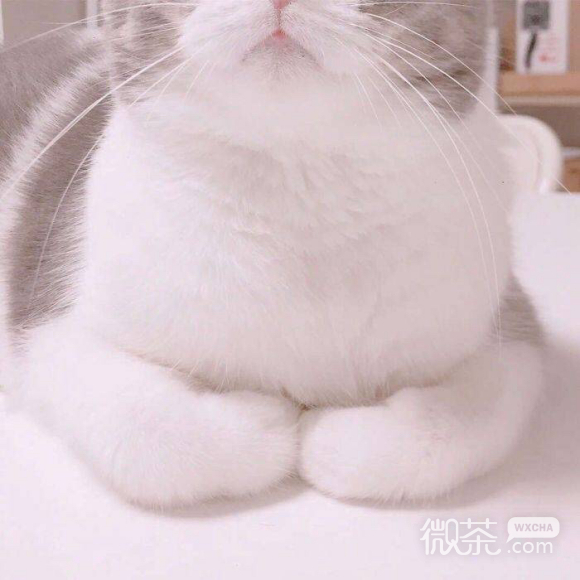 搞怪傻屌微信头像