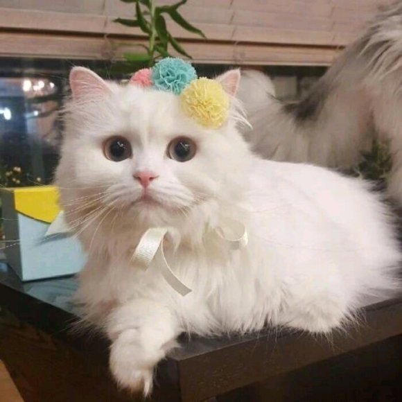 微信可爱个性萌宠头像