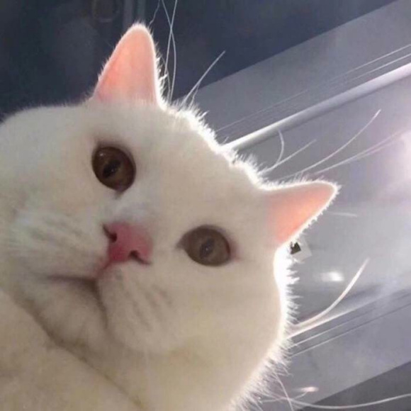 搞怪微信情侣头像