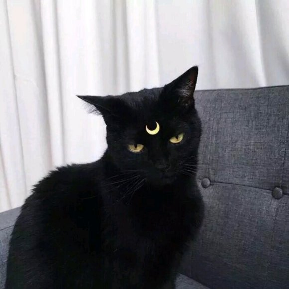 微信可爱个性萌宠头像