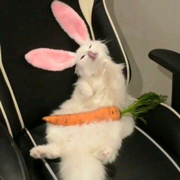 微信可爱个性萌宠头像