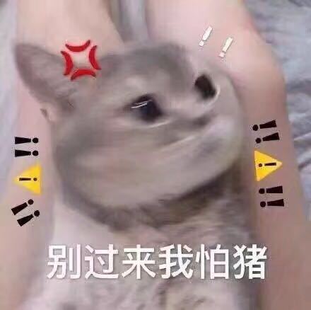 围观微信傻屌聊天表情包