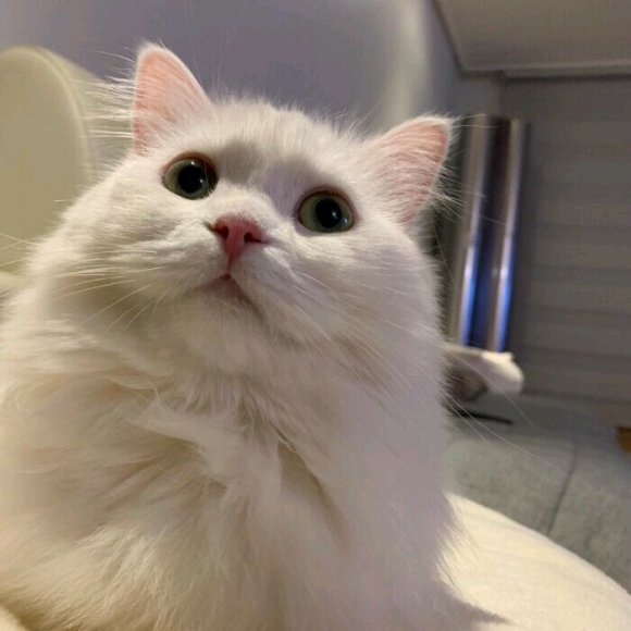 微信可爱个性萌宠头像