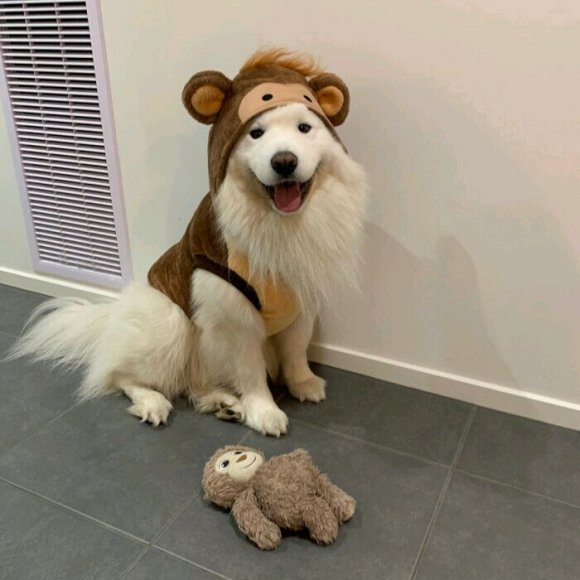 微信可爱个性萌宠头像