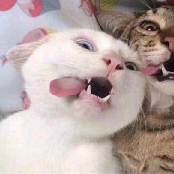 搞怪微信情侣头像