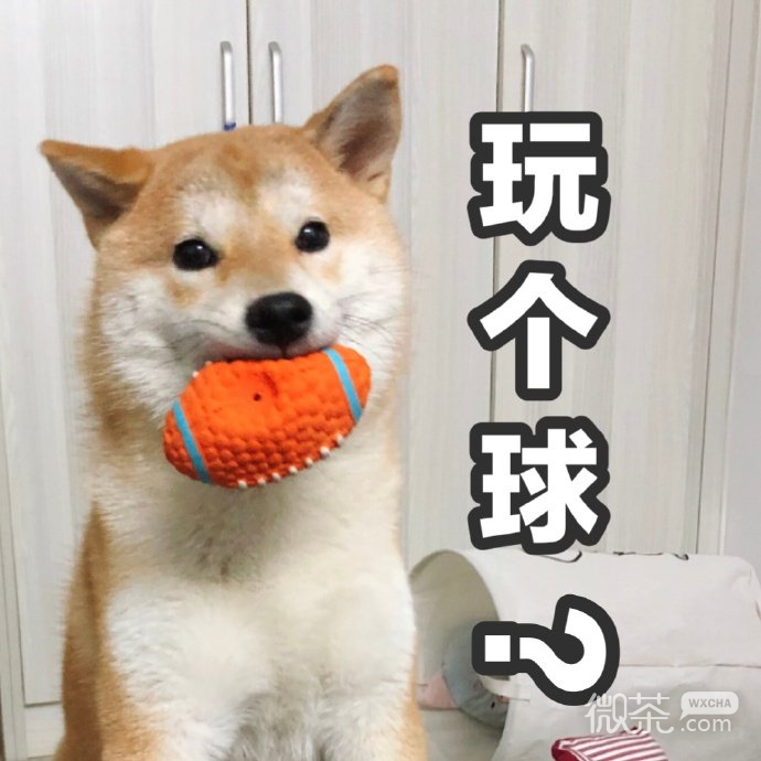 试探微信恶搞柴犬表情包